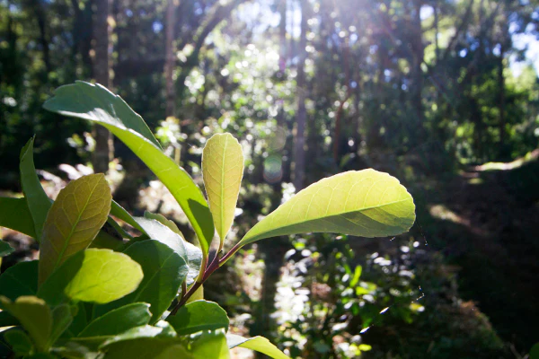 Ilex Paraguariensis